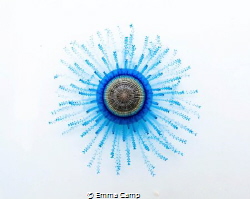 A close-up shot of a button jellyfish (Porpita porpita) t... by Emma Camp 